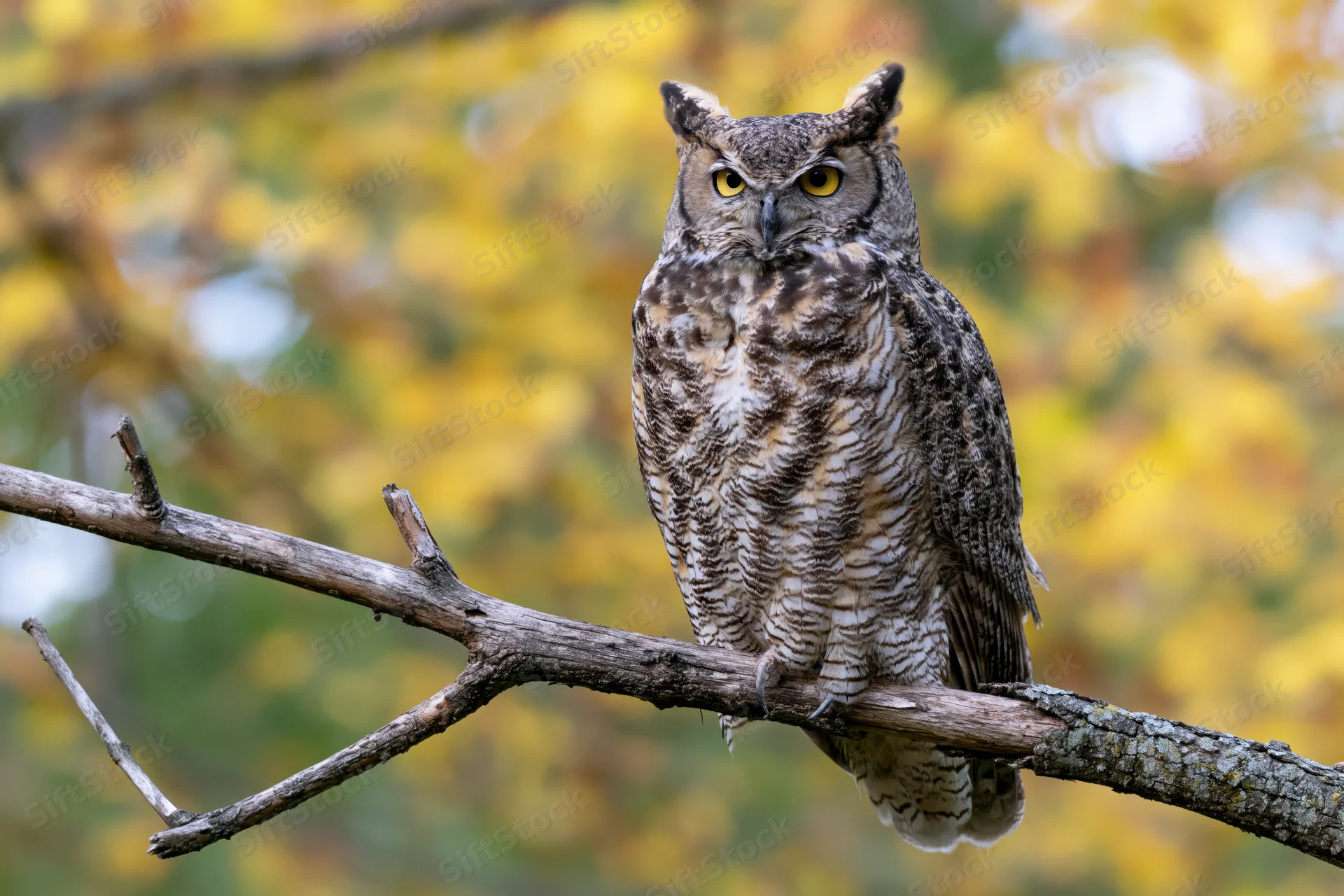 Great horned owl perched upright on a bare weathered branch in autumn foliage