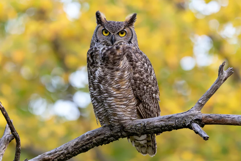 Great horned owl perched upright on a bare weathered branch in autumn foliage