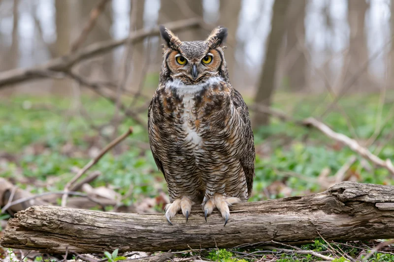 Great horned owl perched upright on a fallen log facing forward in a forest clearing