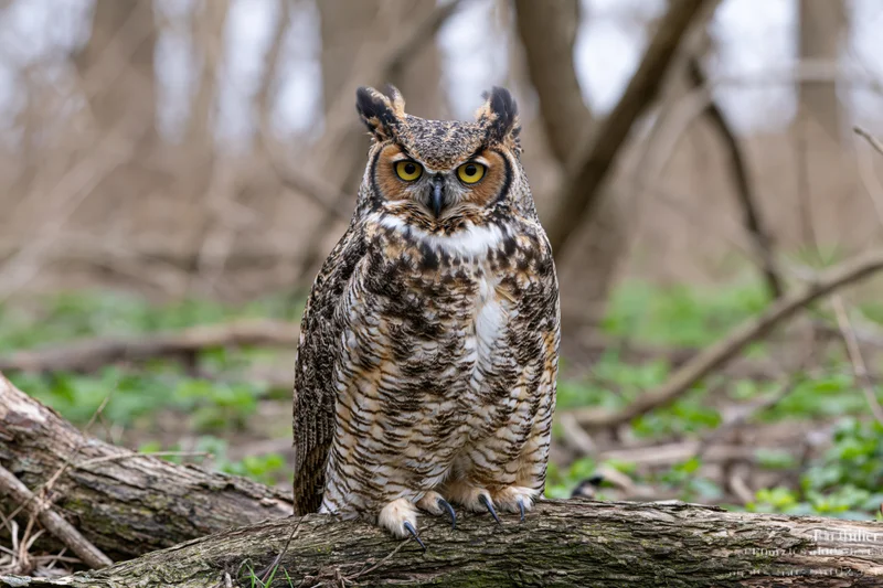 Great horned owl perched upright on a fallen log in a forest clearing
