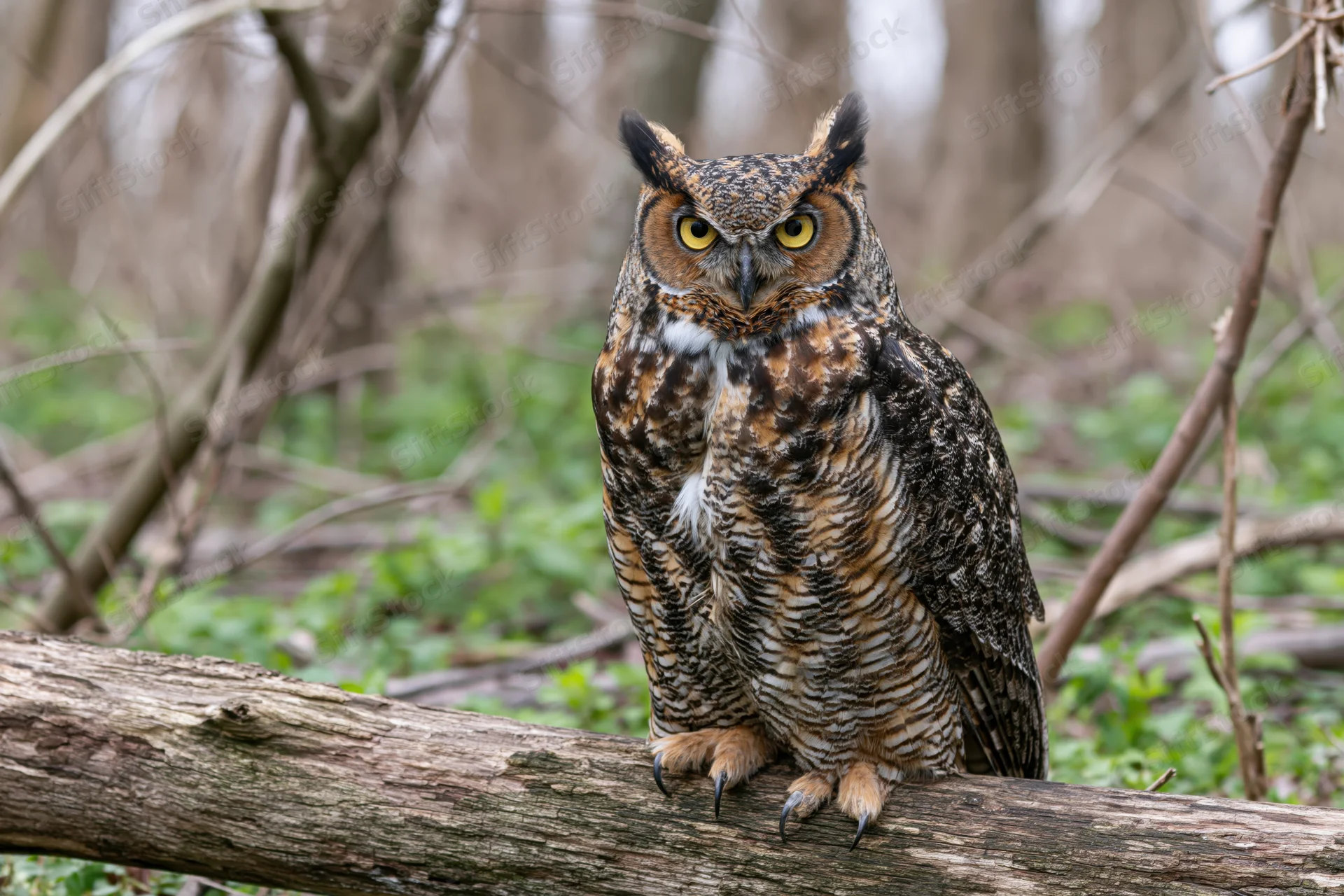 Great horned owl perched upright on a fallen log in a forest setting