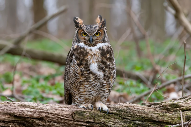 Great horned owl perched upright on a fallen log facing forward in a forest setting