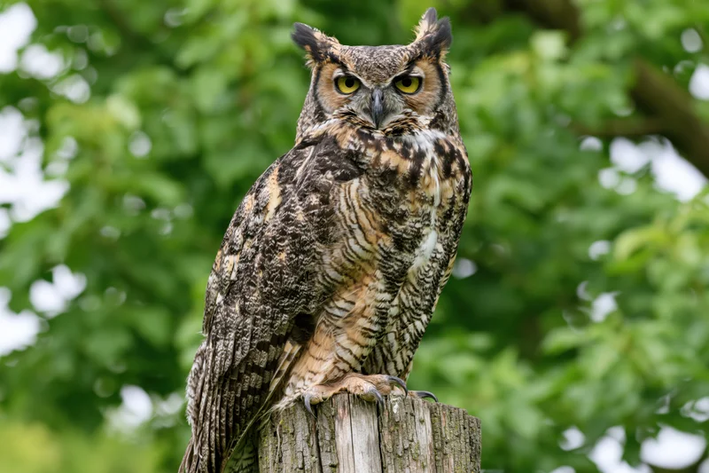 Great horned owl perched upright on a weathered wooden post in a green forest setting