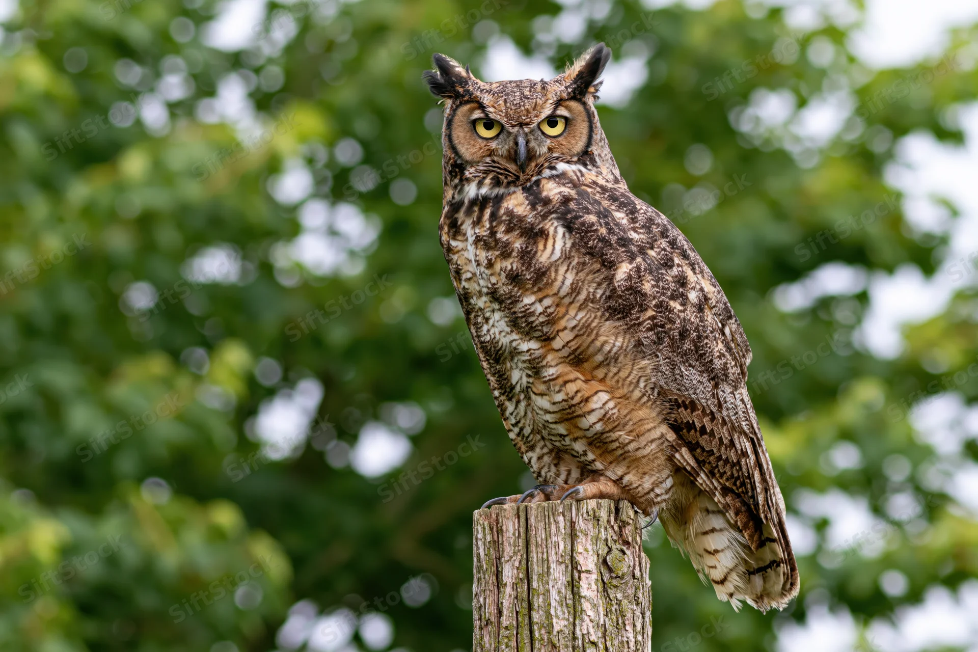 Great horned owl perched upright on a weathered wooden post in a green forest setting