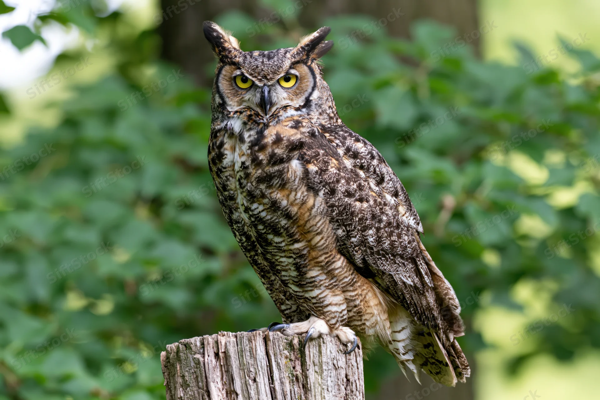 Great horned owl perched upright on a weathered wooden post in a leafy forest setting