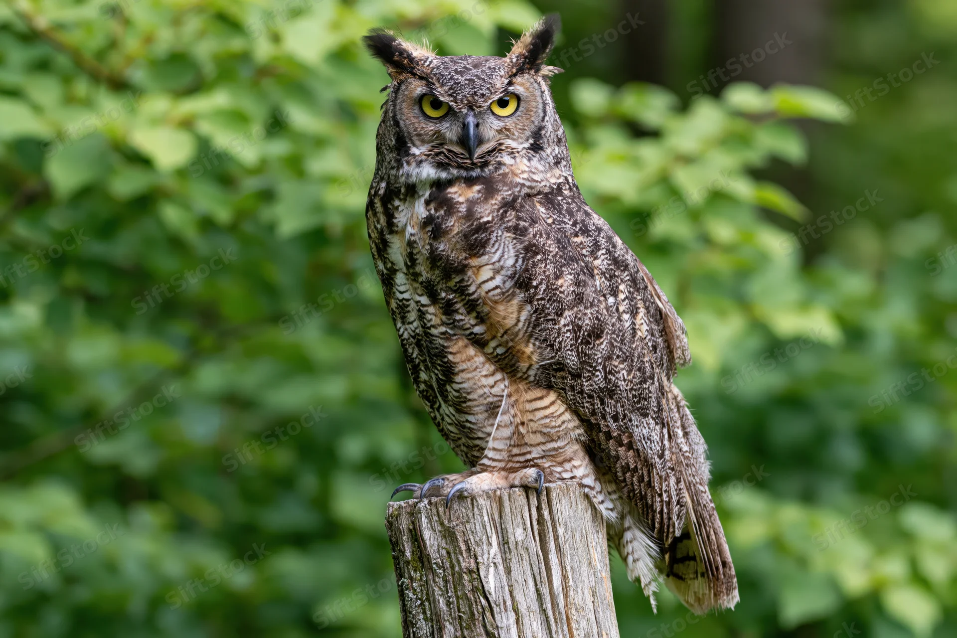 Great horned owl perched upright on a weathered wooden post in a green forest setting