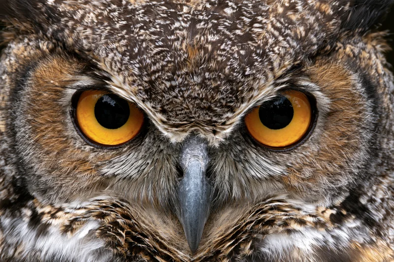 Great horned owl staring directly into the camera in extreme closeup