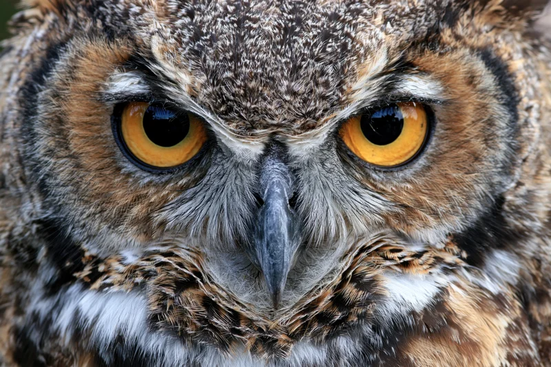 Great horned owl staring directly into the camera in a closeup portrait