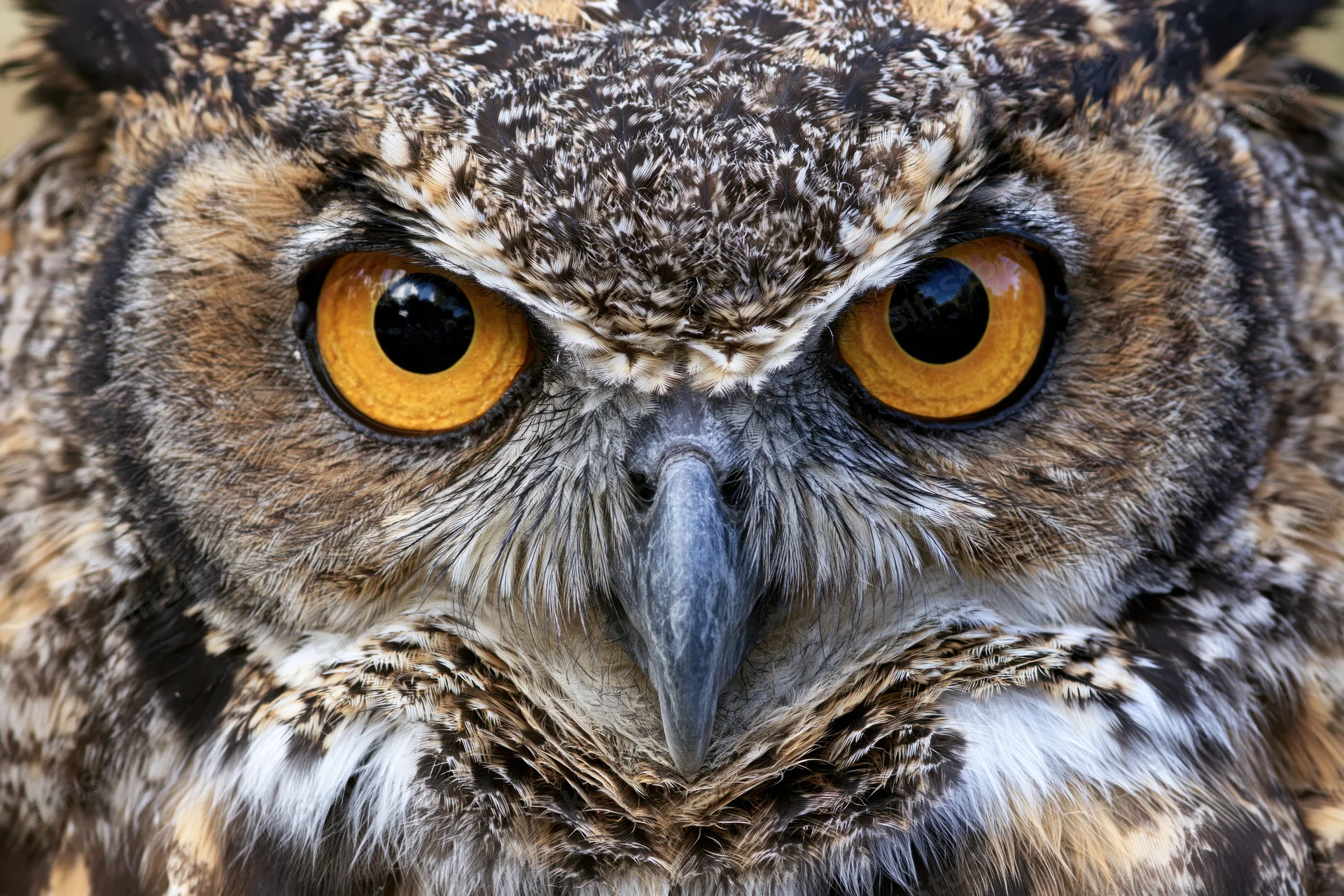 Great horned owl staring directly into the camera in extreme closeup