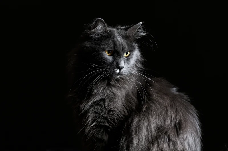 Grey longhaired cat sitting upright and gazing slightly offcenter against black background