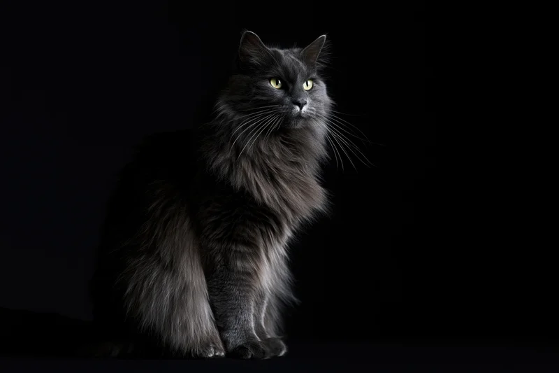 Grey longhaired cat sitting upright and gazing slightly off-camera in studio portrait against black background
