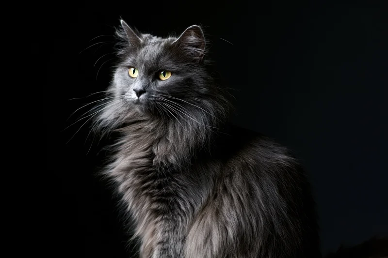 Grey longhaired cat sitting upright and gazing slightly off-camera in studio portrait against black background