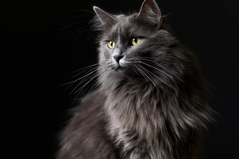 Grey longhaired cat sitting upright with alert expression against black background