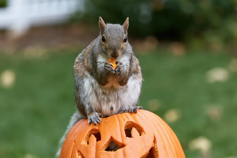 Gray squirrel eating a nut while perched on a carved halloween pumpkin in a garden