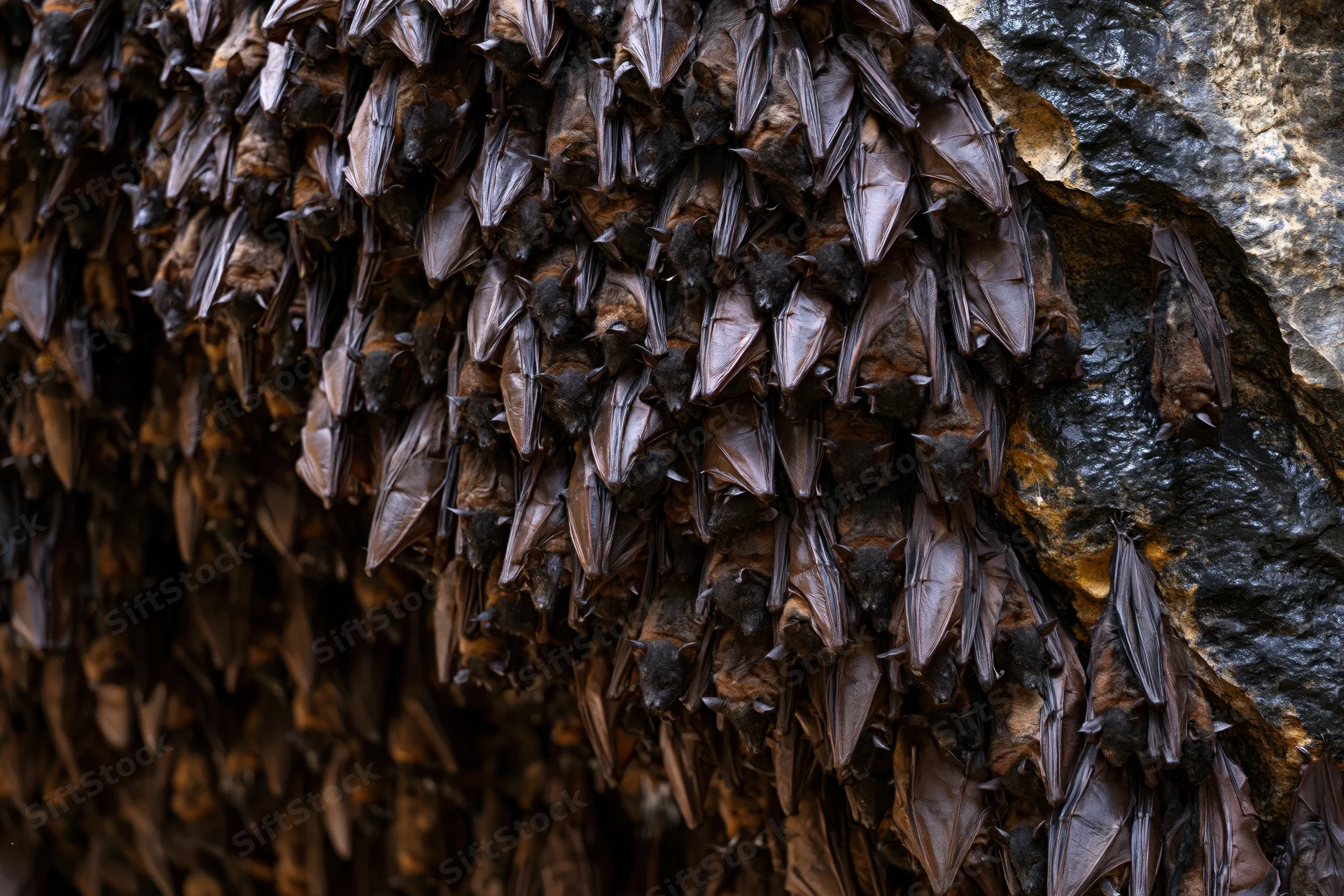 Hundreds of bats roosting densely packed on a cave ceiling