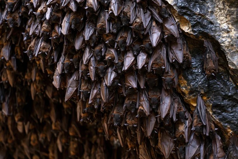 Hundreds of bats roosting densely packed on a cave ceiling