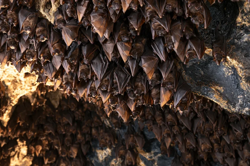 Hundreds of bats roosting densely packed on a cave ceiling
