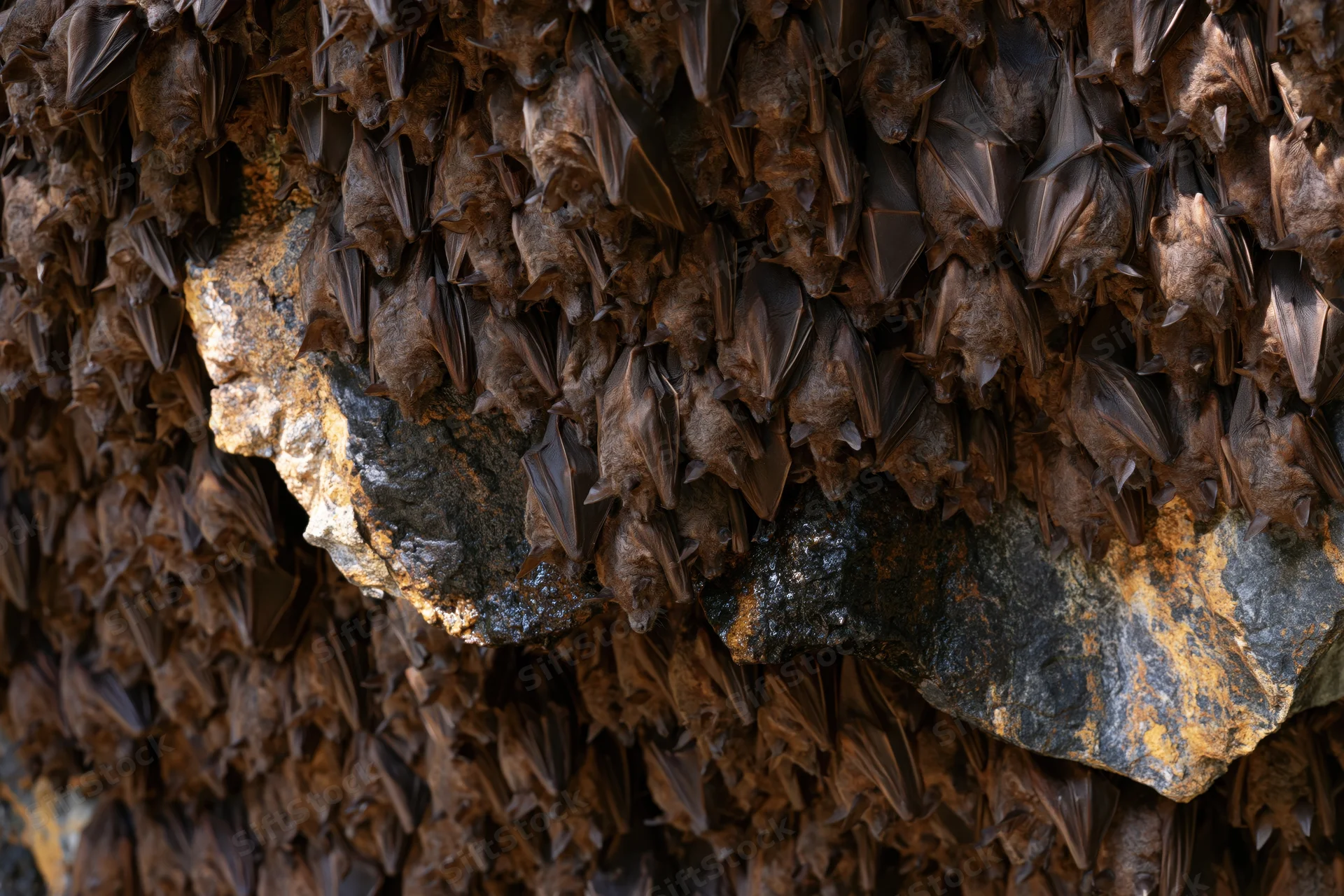 Hundreds of bats roosting densely packed on a cave ceiling
