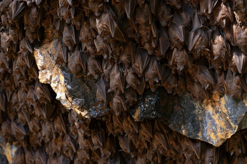 Hundreds of bats roosting densely packed on a cave ceiling