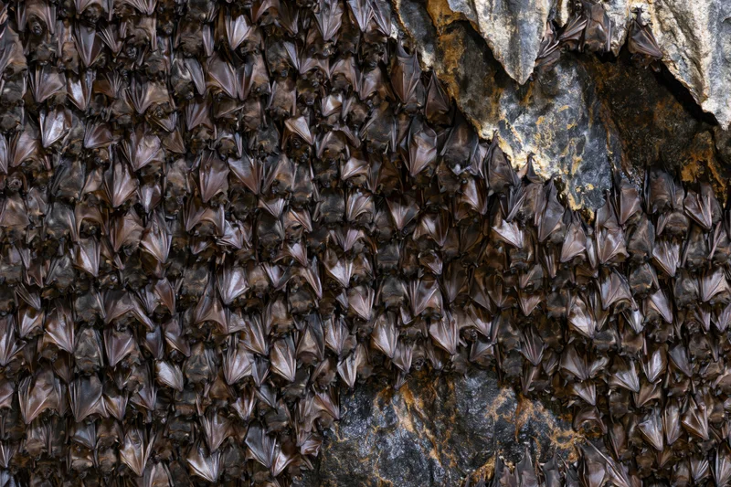 Hundreds of bats roosting densely packed on a cave ceiling