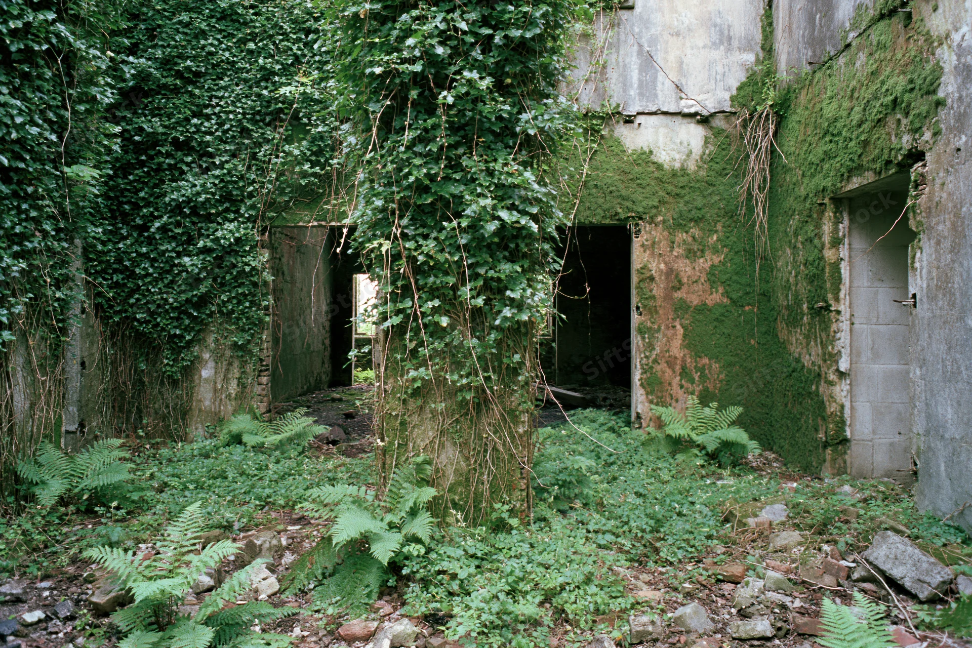Overgrown interior of abandoned concrete building with ivy and ferns covering walls and floor