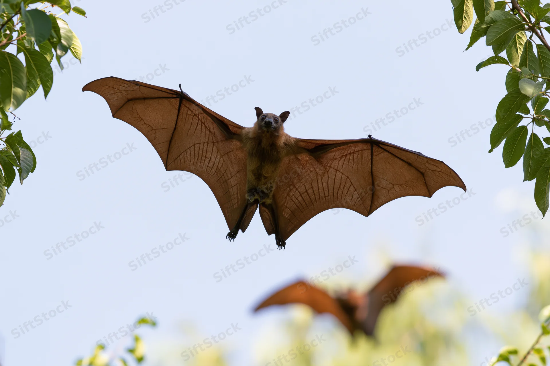 Fruit bat flying with wings fully extended in midair among green leaves against a clear sky