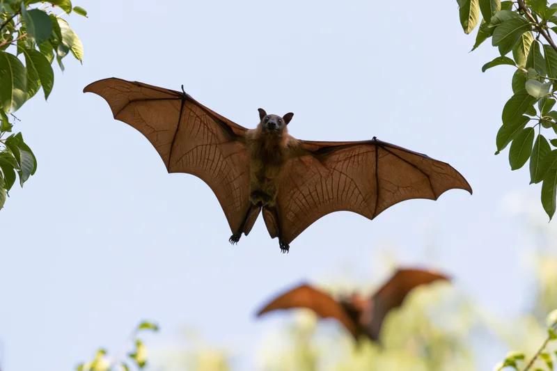 Fruit bat flying with wings fully extended in midair among green leaves against a clear sky