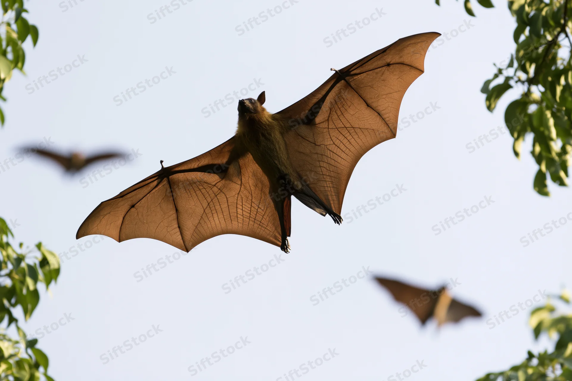 Fruit bat flying with wings fully extended against a pale sky framed by green leaves