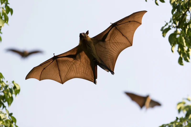 Fruit bat flying with wings fully extended against a pale sky framed by green leaves