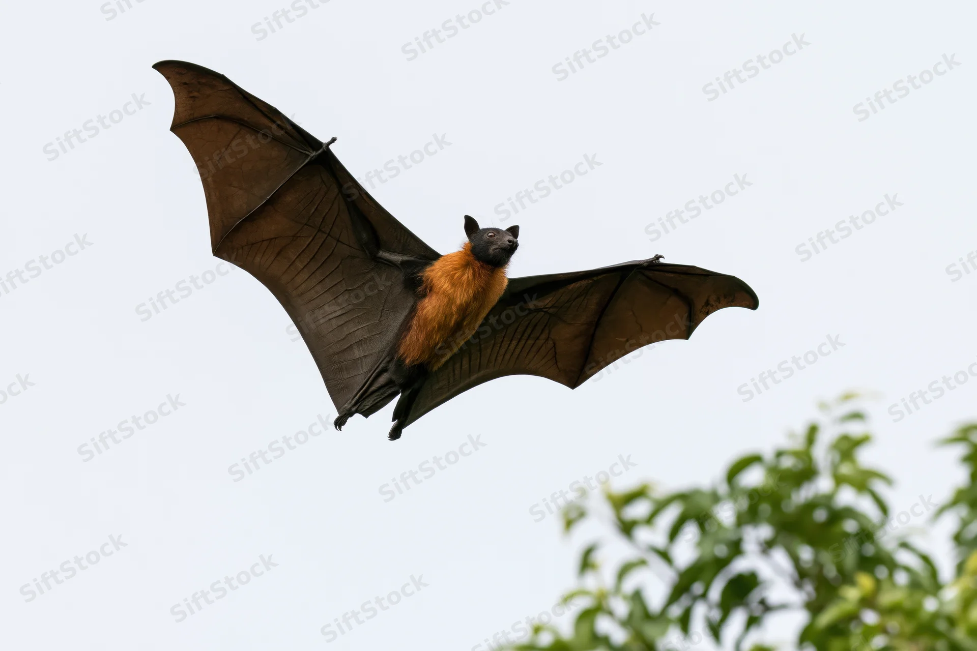 Fruit bat in mid-flight with wings fully extended against sky and tree foliage