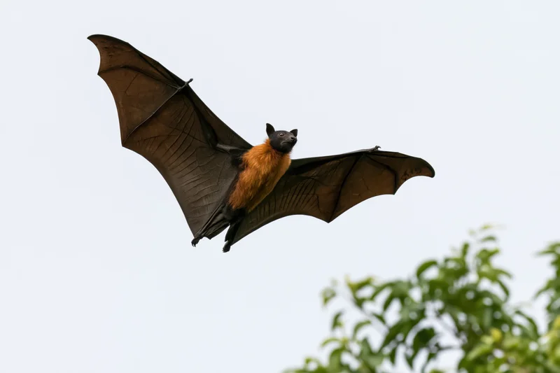 Fruit bat in mid-flight with wings fully extended against sky and tree foliage