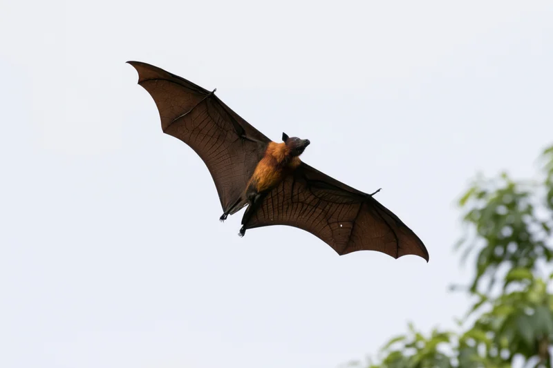 Large fruit bat in mid-flight with wings fully extended against a pale sky near green foliage