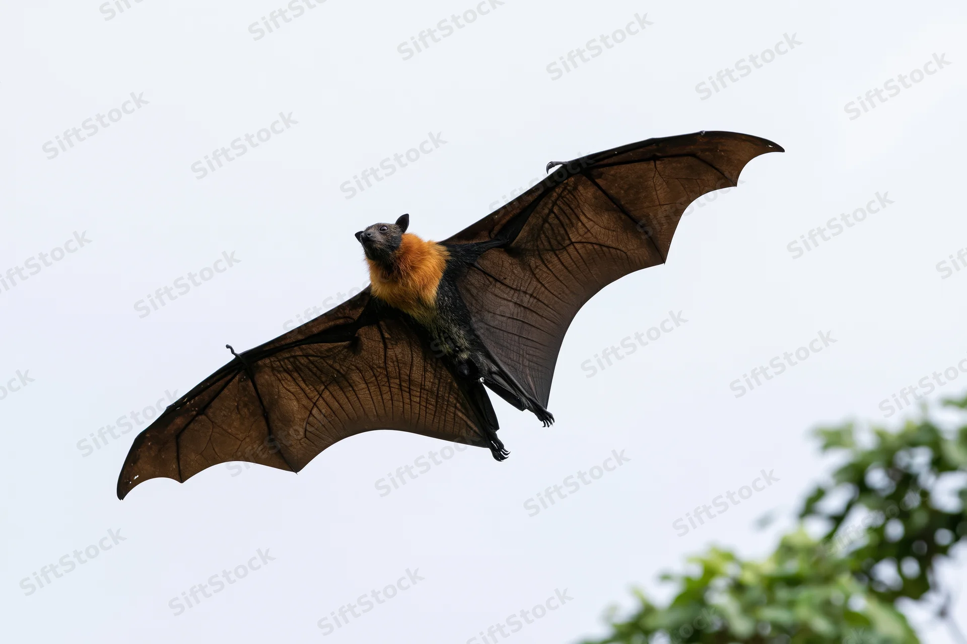 Large fruit bat in mid-flight with wings fully extended against sky and tree foliage