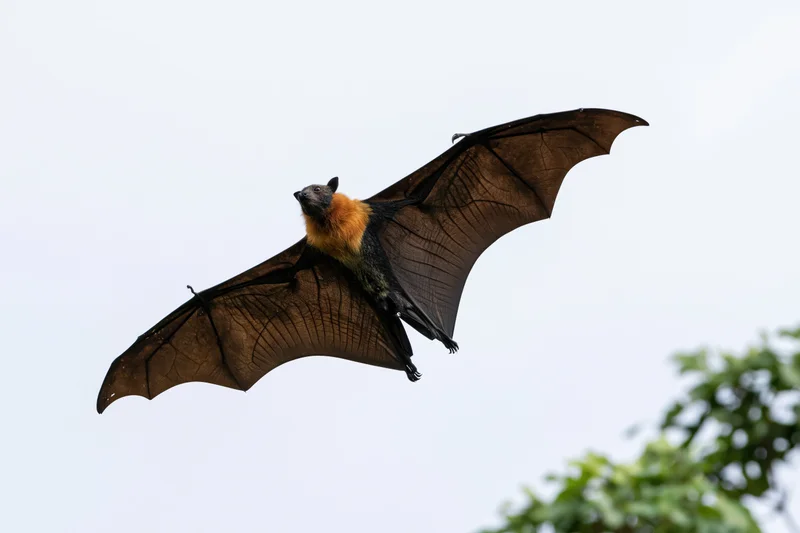 Large fruit bat in mid-flight with wings fully extended against sky and tree foliage