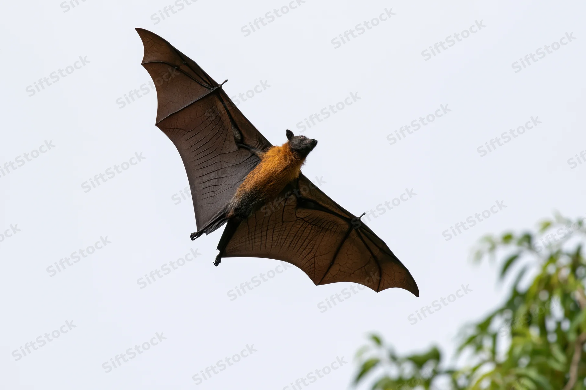 Fruit bat in mid-flight with wings fully extended against sky and tree foliage
