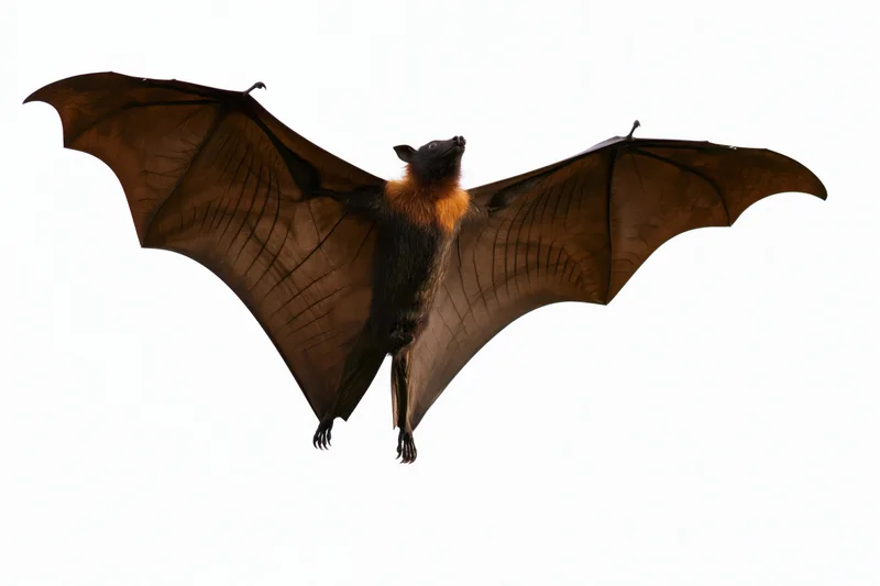 Fruit bat in mid-flight with wings fully spread against white background