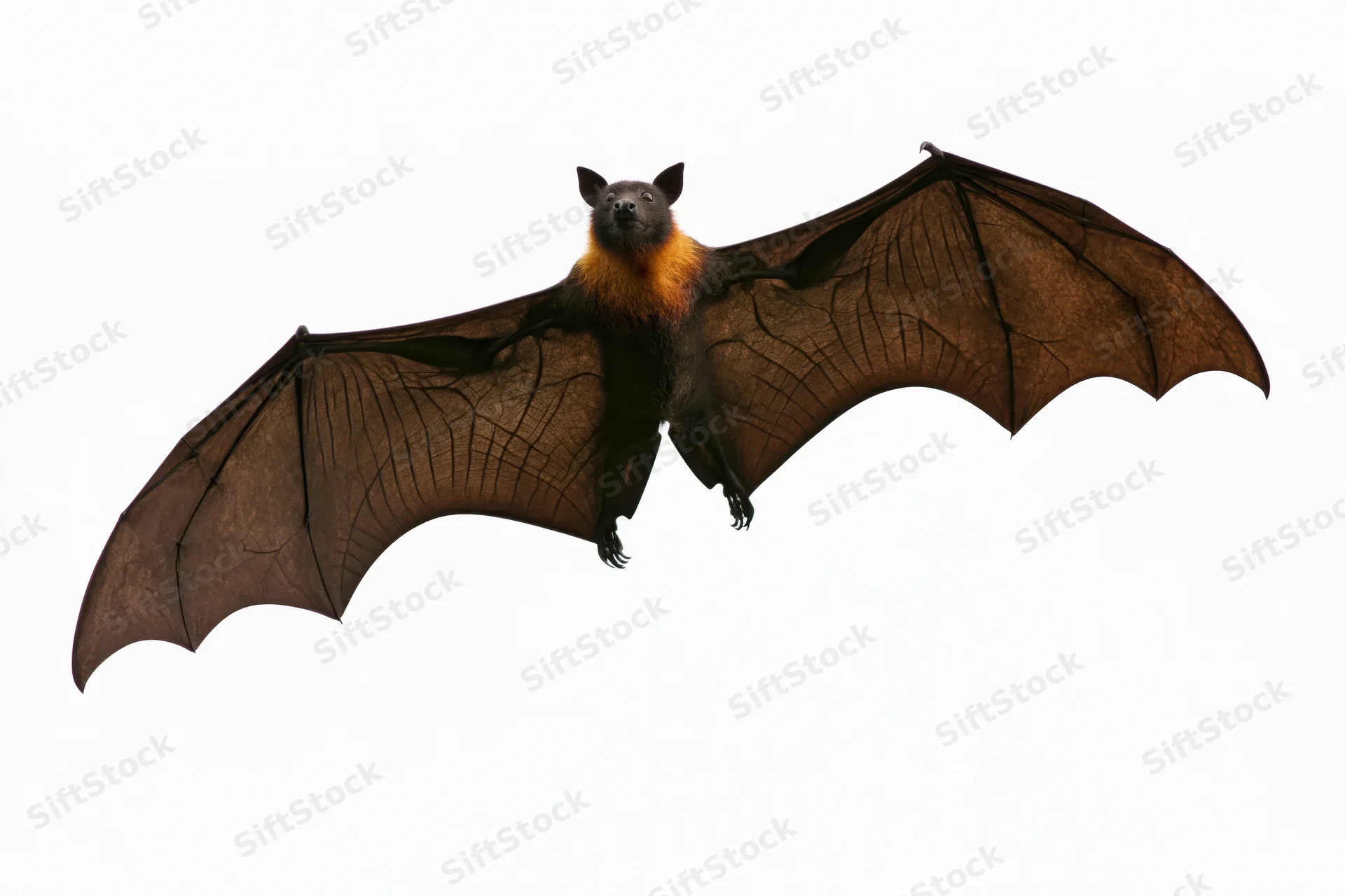 Fruit bat in mid-flight with wings fully spread against white background