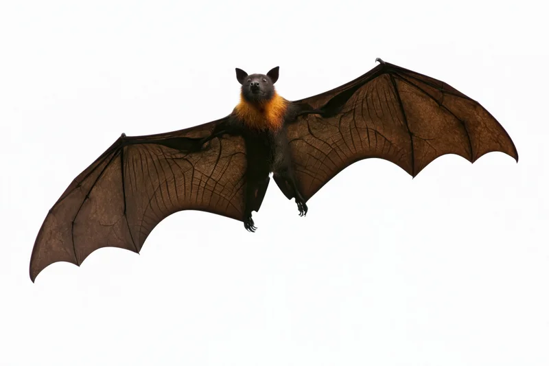 Fruit bat in mid-flight with wings fully spread against white background
