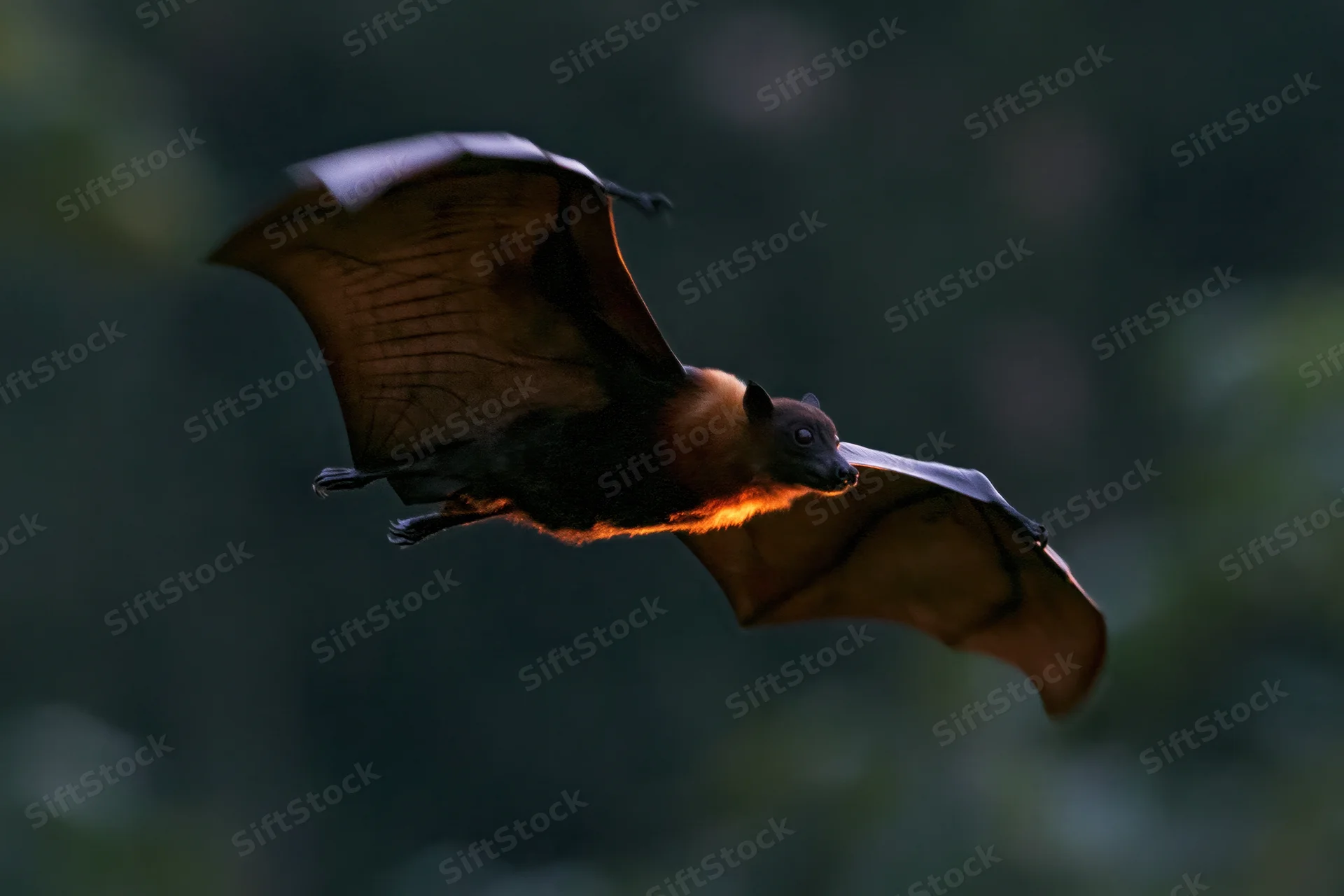Fruit bat in mid-flight with wings fully extended against a dark forest backdrop