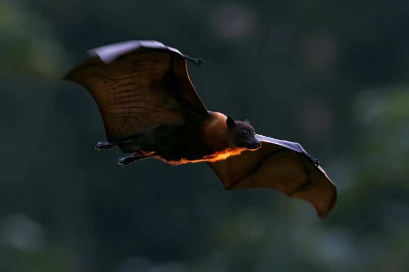 Fruit bat in mid-flight with wings fully extended against a dark forest backdrop