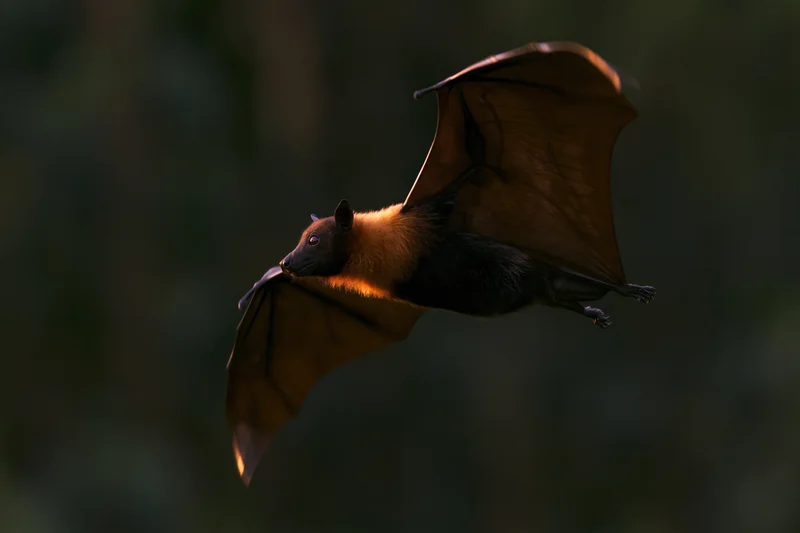 Fruit bat in mid-flight with wings fully extended against dark forest backdrop