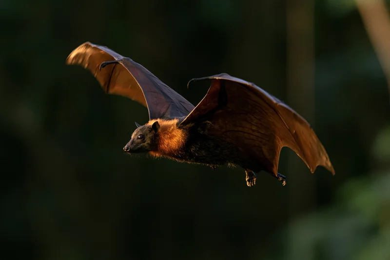 Fruit bat in mid-flight with wings fully extended over forest backdrop