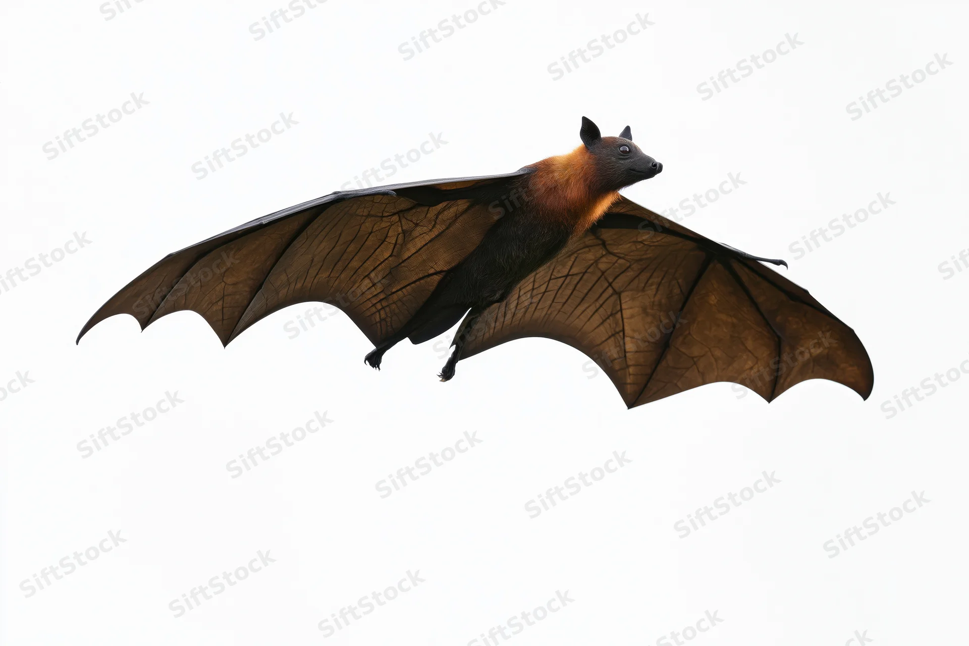 Fruit bat in mid-flight with wings fully extended isolated on white background