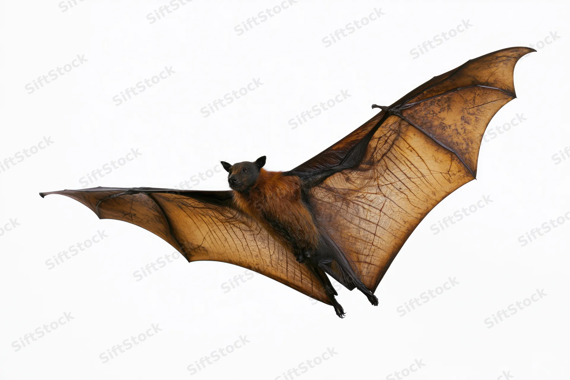 Fruit bat in mid-flight with wings fully extended isolated on white background