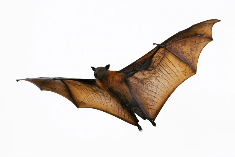 Fruit bat in mid-flight with wings fully extended isolated on white background
