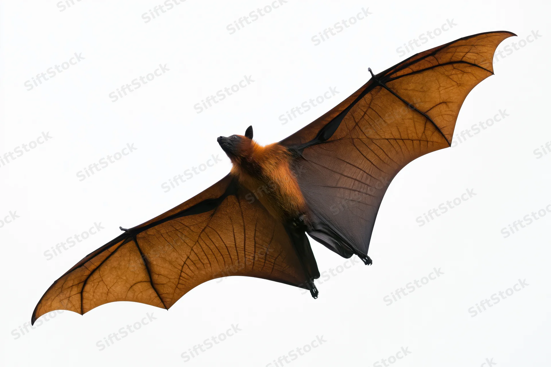 Fruit bat in mid-flight with wings fully extended against white background