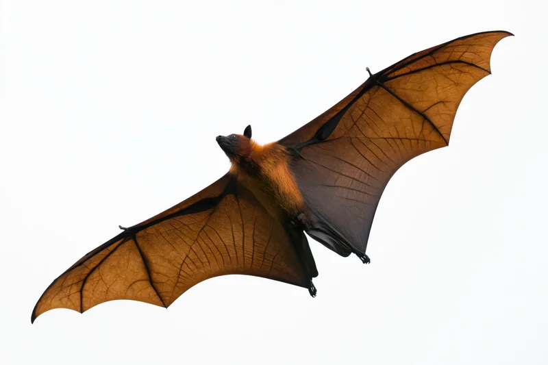 Fruit bat in mid-flight with wings fully extended against white background