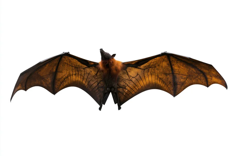 Fruit bat in mid-flight with wings fully extended against white background