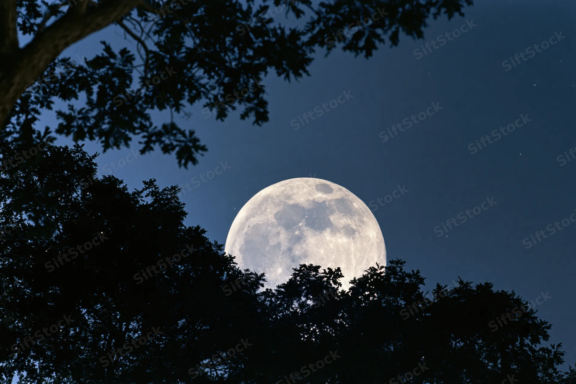 Full moon rising behind dark tree silhouettes in night sky