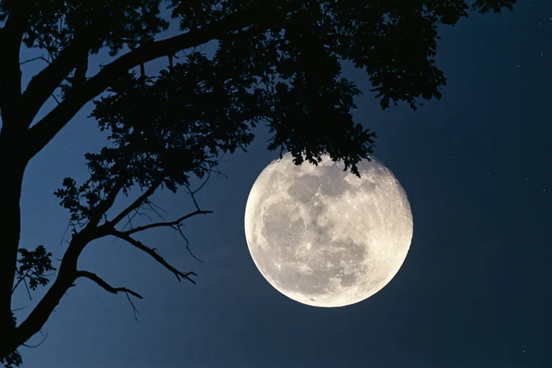 Full moon rising behind dark tree silhouette in night sky